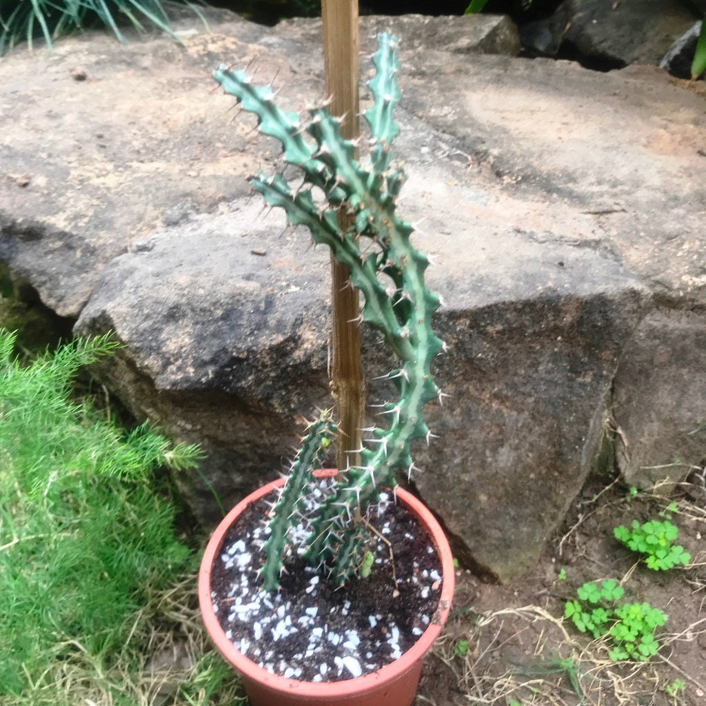 Euphorbia Knuthii Cactus Plant - myBageecha
