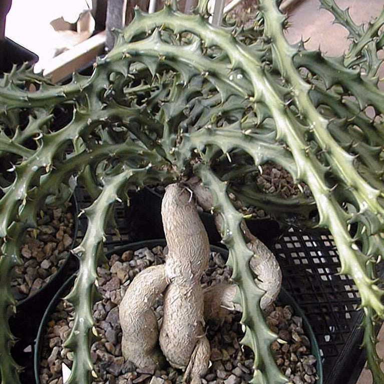Euphorbia Knuthii Cactus Plant - myBageecha