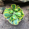 Euphorbia Poissonii Variegata Cactus Plant