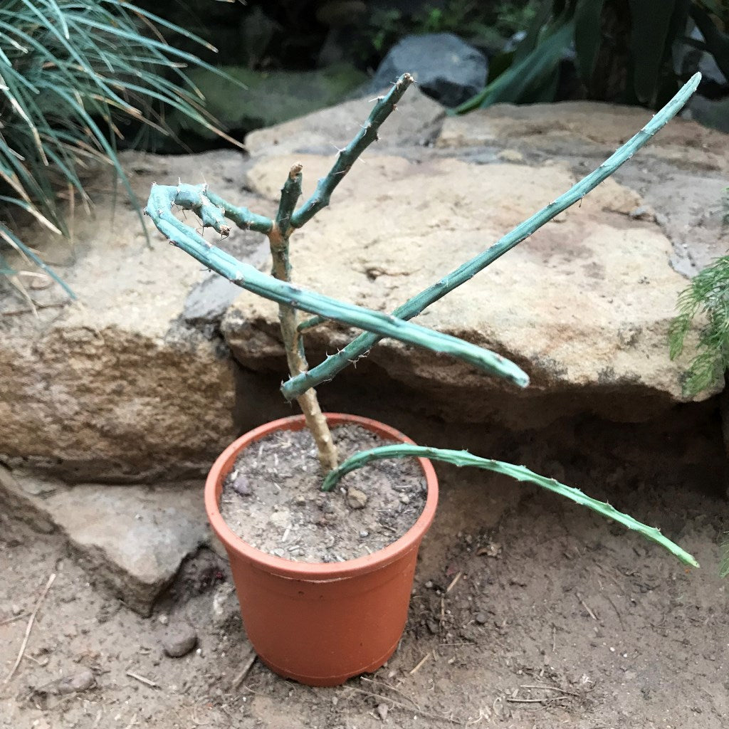 Euphorbia Septentrionalis Cactus Plant - myBageecha