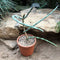 Euphorbia Septentrionalis Cactus Plant
