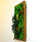 Fern Frenzy Moss Frame with Dark Wood