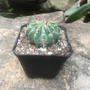 Ferocactus Macrodiscus Cactus Plant