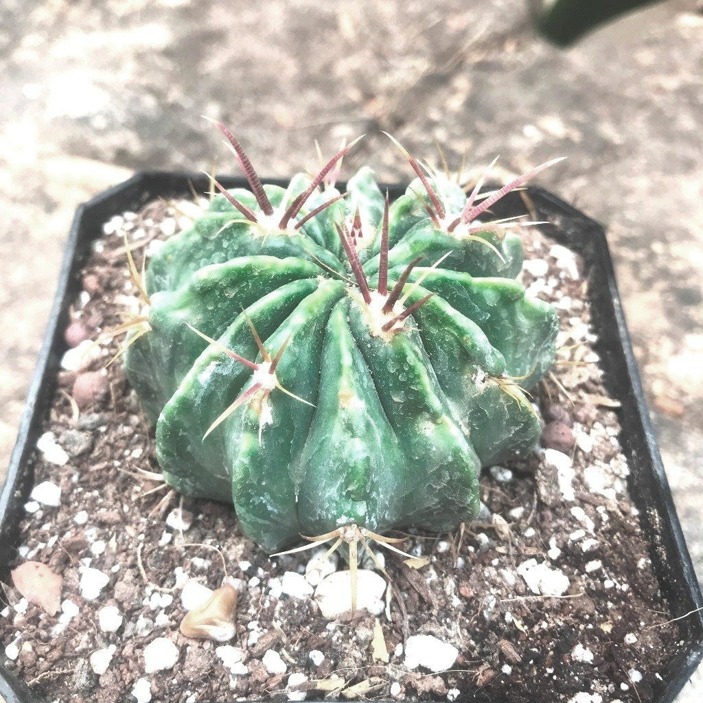 Ferocactus Macrodiscus Cactus Plant - myBageecha