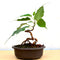 Bonsai Ficus Religiosa Plant