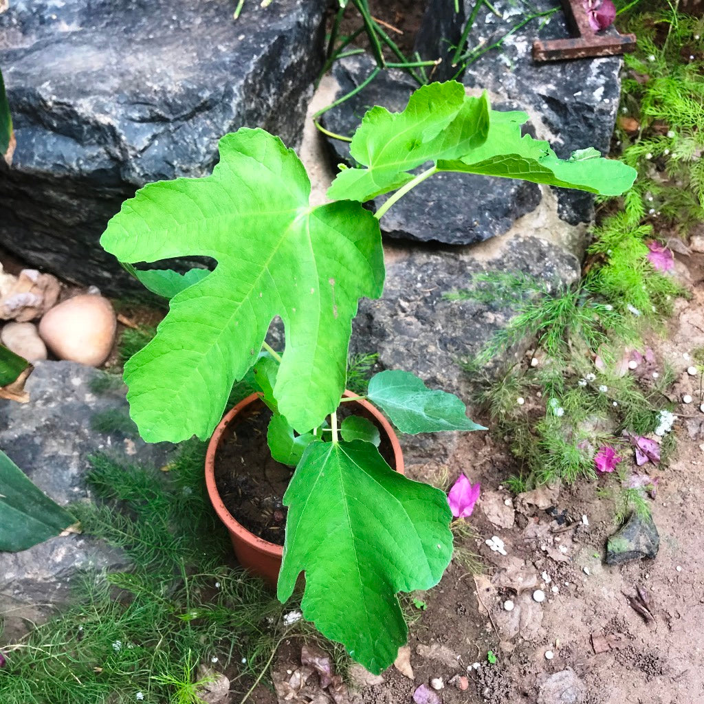 Fig Deanna Tissue Culture Anjeer Plant - myBageecha
