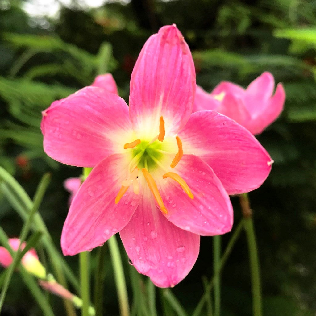 Rain Lily 'Firefly' (Bulbs) - myBageecha