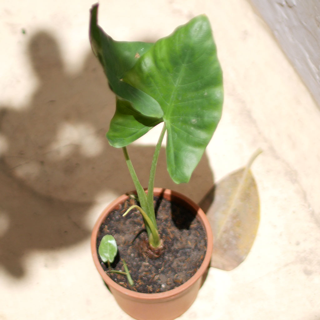 giant taro plant indoor Alocasia Macrorrhizos Giant Taro Plant – Large Leaf Indoor Foliage Accent
