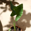 Alocasia Macrorrhizos Giant Taro Plant