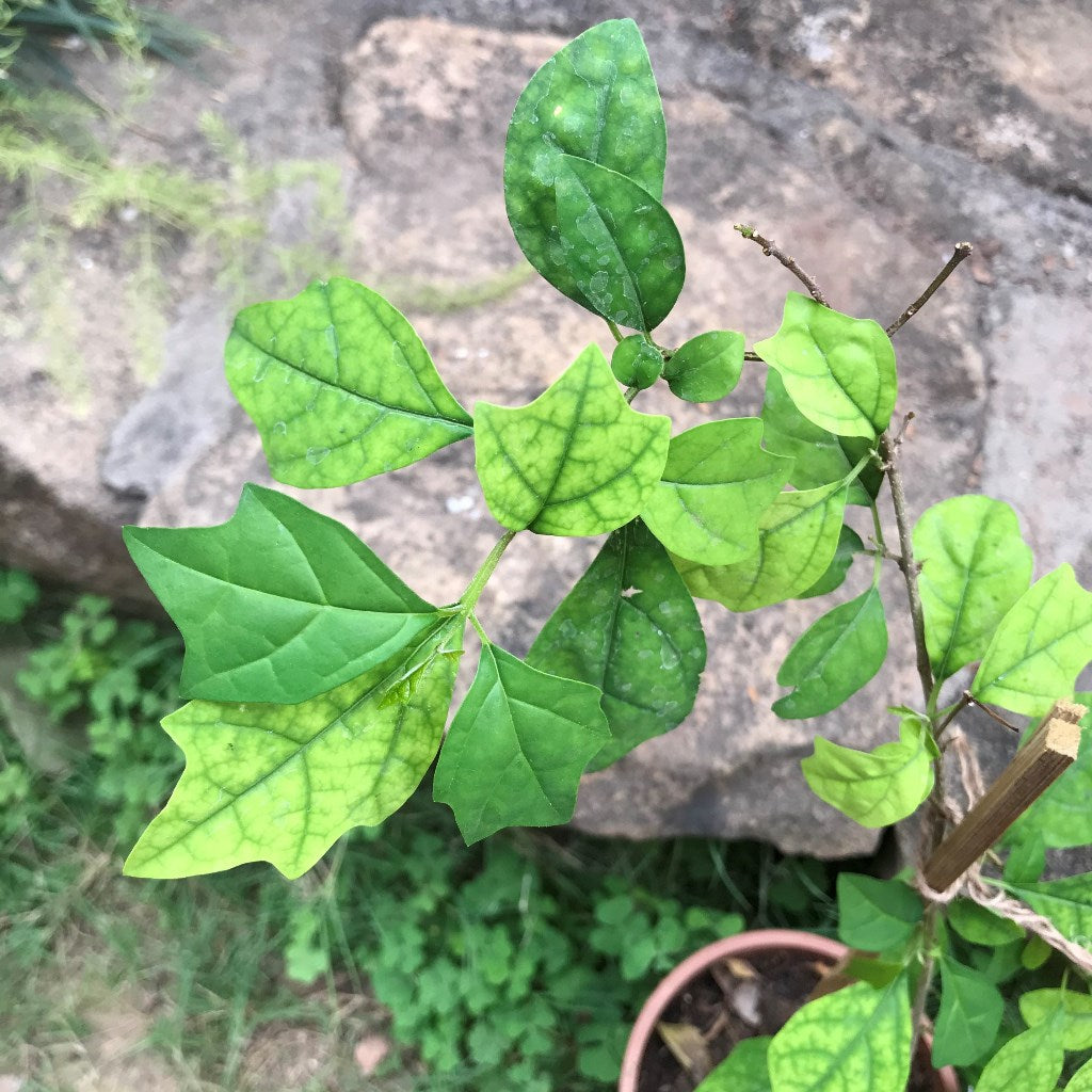 Gmelina Philippensis - Badhara - myBageecha