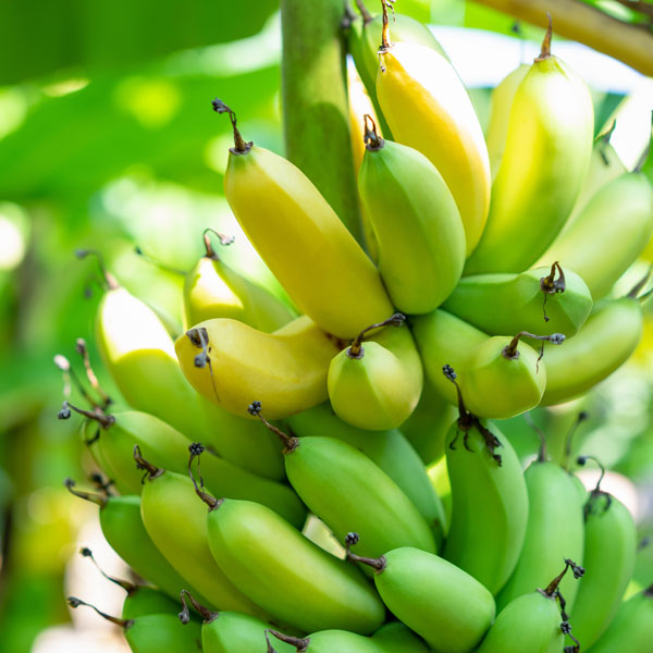 Grand Nain Banana Tissue Culture Plant - myBageecha