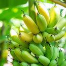 Grand Nain Banana Tissue Culture Plant