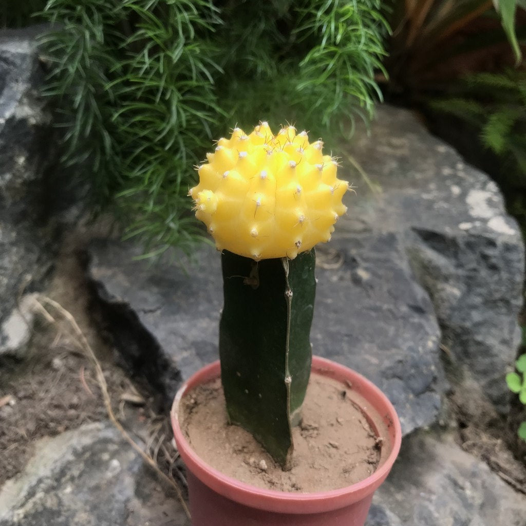 Grafted Yellow Moon Cactus Plant - myBageecha