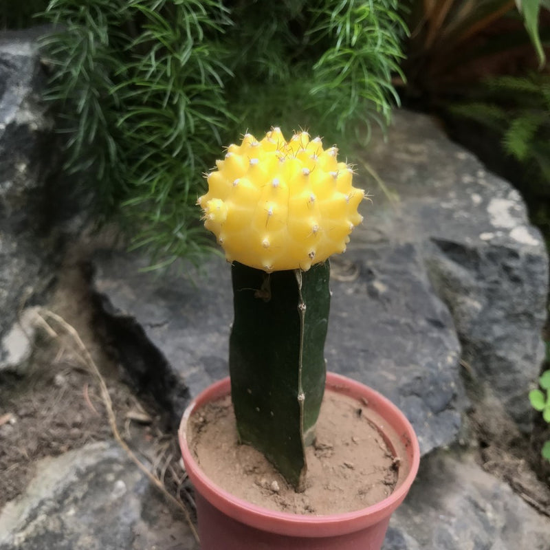 Grafted Yellow Moon Cactus Plant