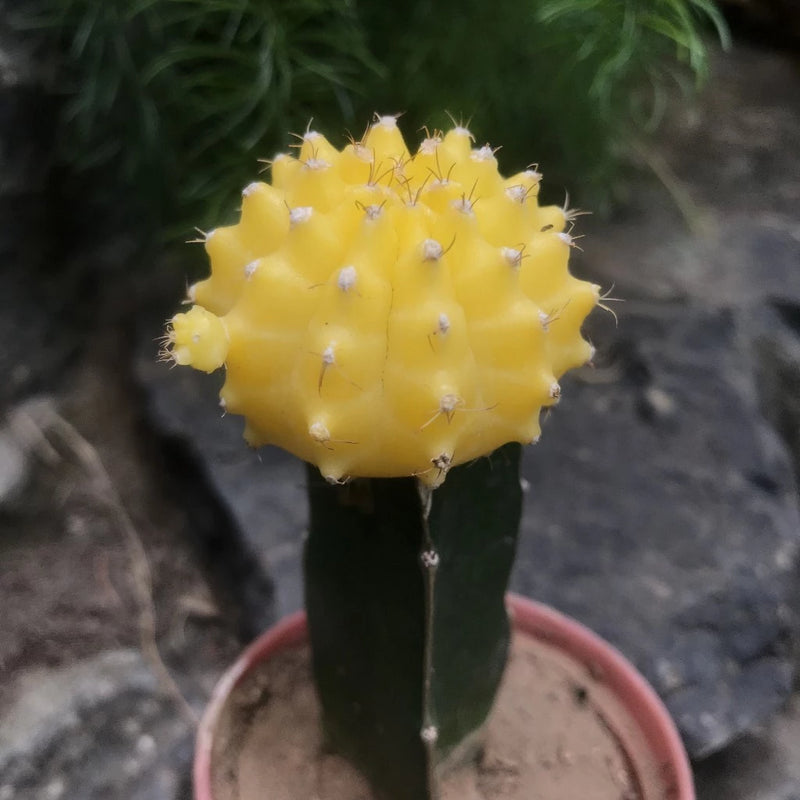 Grafted Yellow Moon Cactus Plant