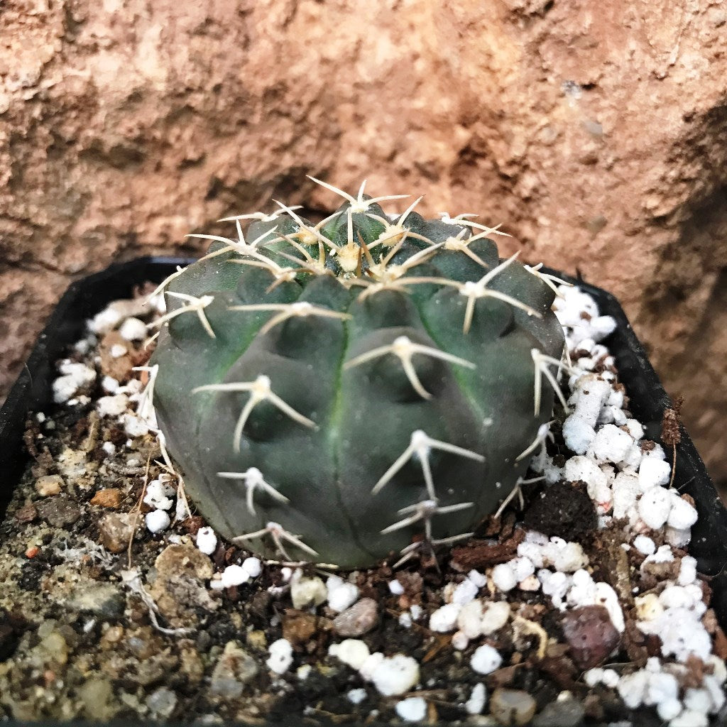 Gymnocalycium Bruchii x Hybrid Cactus Plant - myBageecha