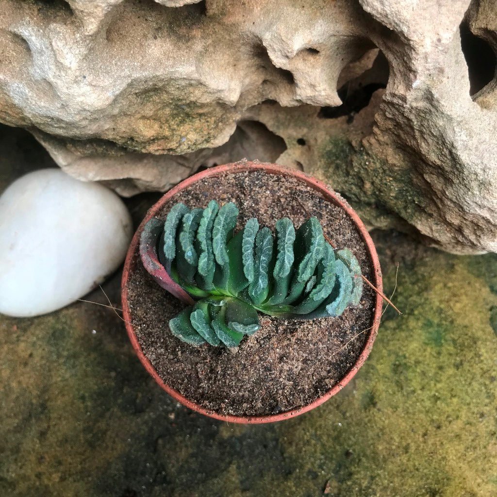 Haworthia Truncata Succulent Plant - myBageecha