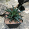 Haworthia Limifolia v keithii Succulent Plant