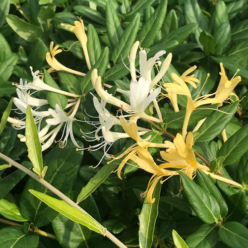 Combos of 4 Bushy Creepers - Jungle Flame Yellow + Japanese Honeysuckle +Betel Leaf + Morning Calm - myBageecha