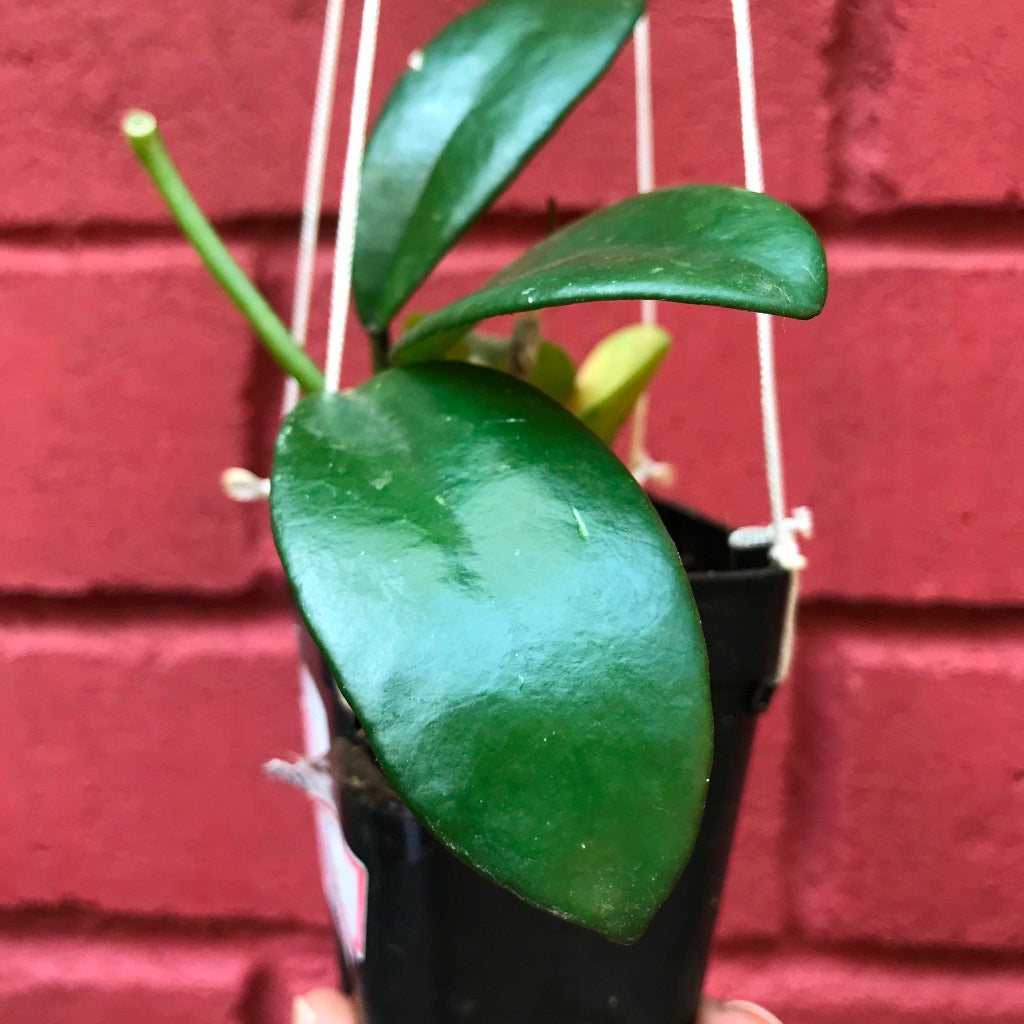Hoya Diversifolia Crassipes Plant - myBageecha
