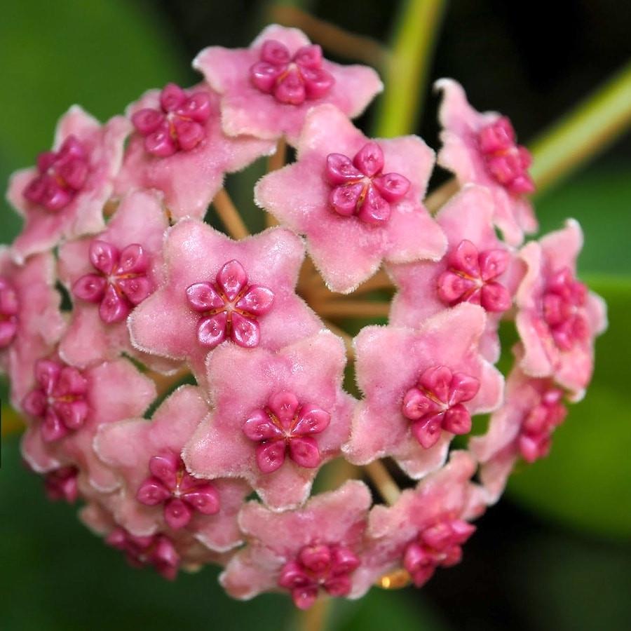 Hoya Diversifolia Crassipes Plant