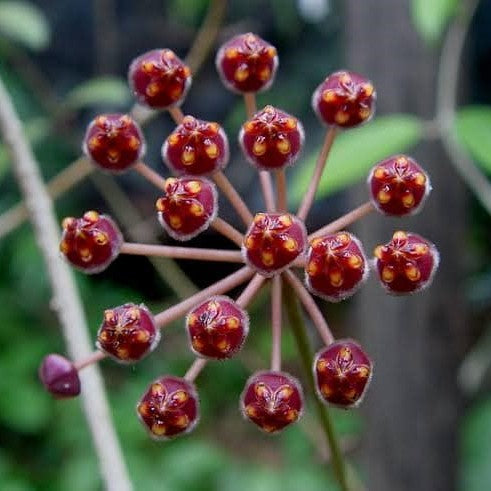 Hoya Rosita Plant