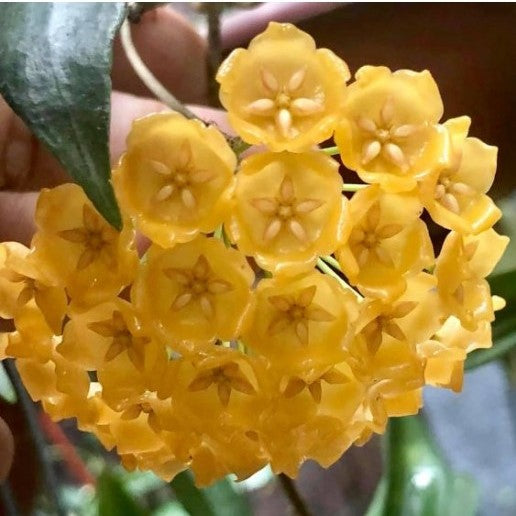 Hoya Blasherneazii Plant - myBageecha