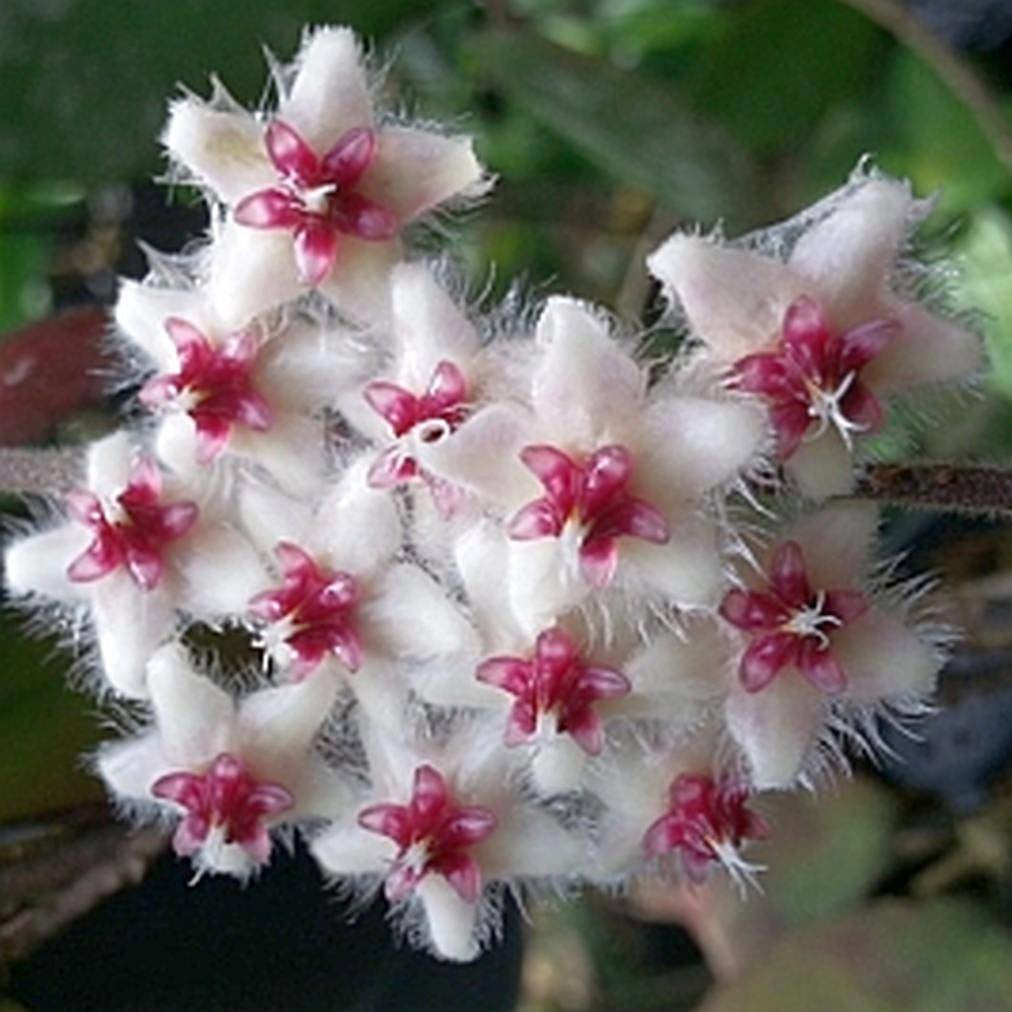 Hoya Caudata Sumatra Plant - myBageecha