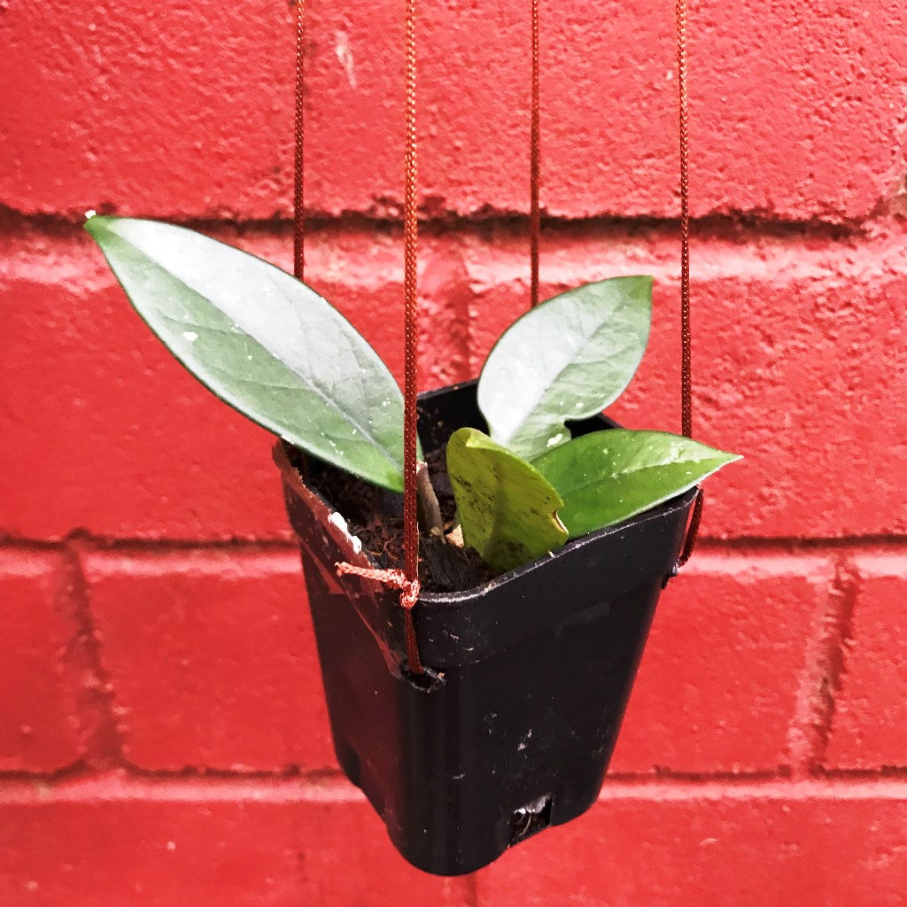 Hoya Dasyantha Plant - myBageecha