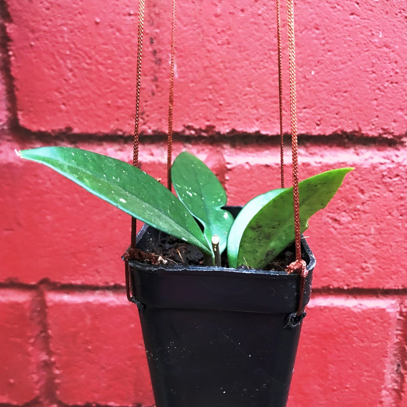 Hoya Dasyantha Plant