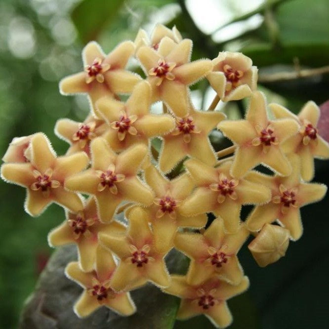 Hoya Flavida Plant - myBageecha