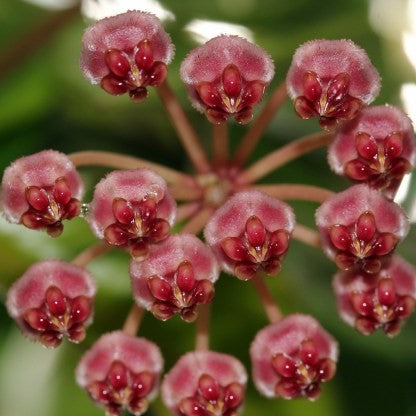 Hoya Affinis Halophila Plant - myBageecha