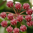 Hoya Affinis Halophila Plant