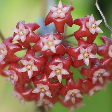 Hoya Ilagiorum Plant - myBageecha