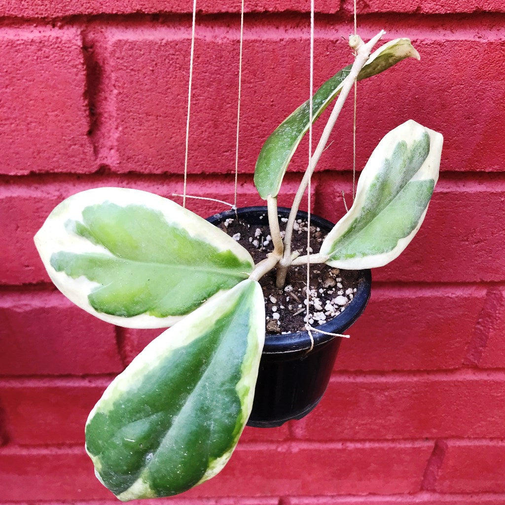 Hoya Incrassata Variegata Plant - myBageecha