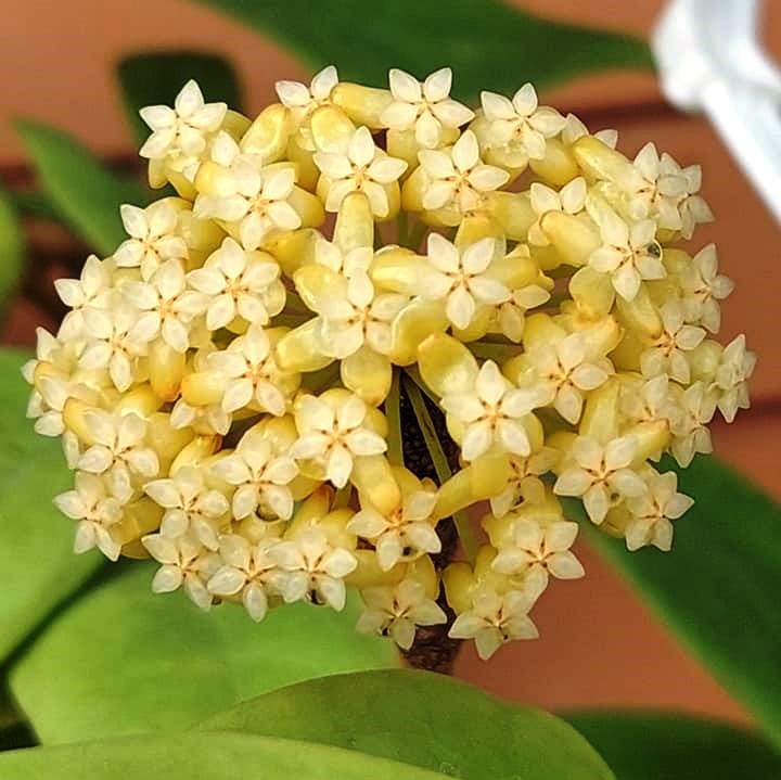 Hoya Incrassata Variegata Plant - myBageecha
