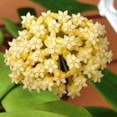 Hoya Incrassata Variegata Plant