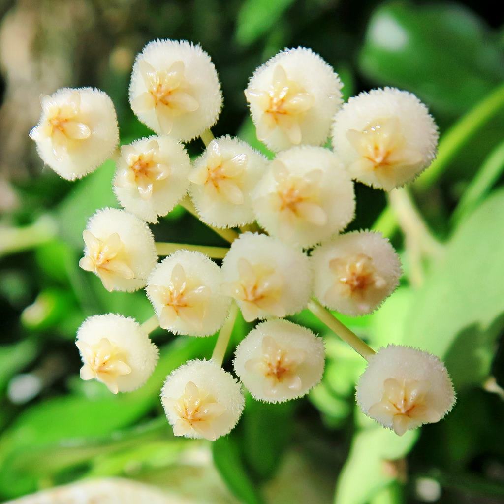 Hoya Krohniana Plant - myBageecha