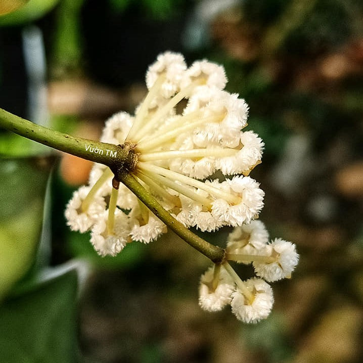 Hoya Krohniana Plant - myBageecha