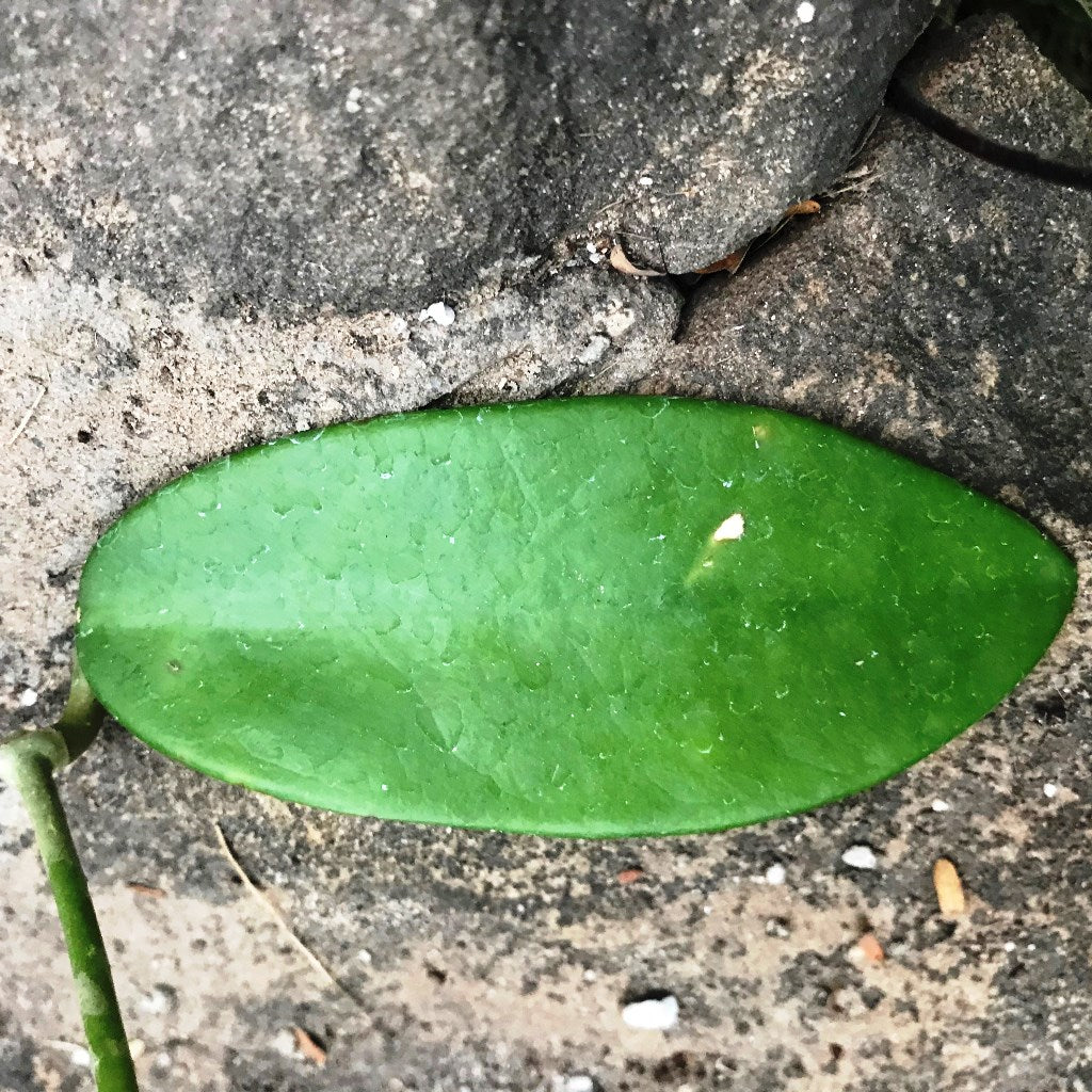 Hoya Meliflua Plant - myBageecha