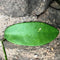 Hoya Meliflua Plant