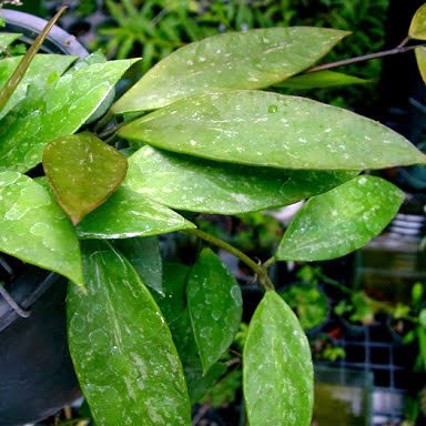 Hoya Memoria Plant - myBageecha