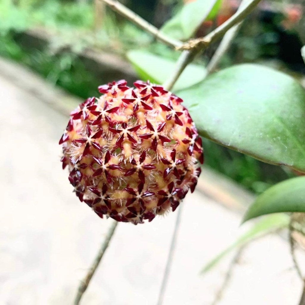 Hoya Mindorensis pg12 Plant - myBageecha