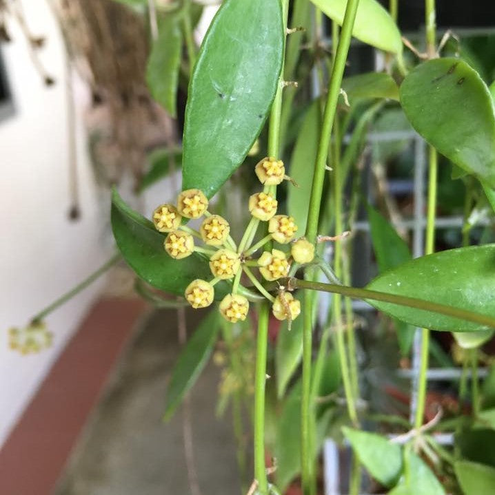 Hoya Tsangii Odetteae Plant - myBageecha
