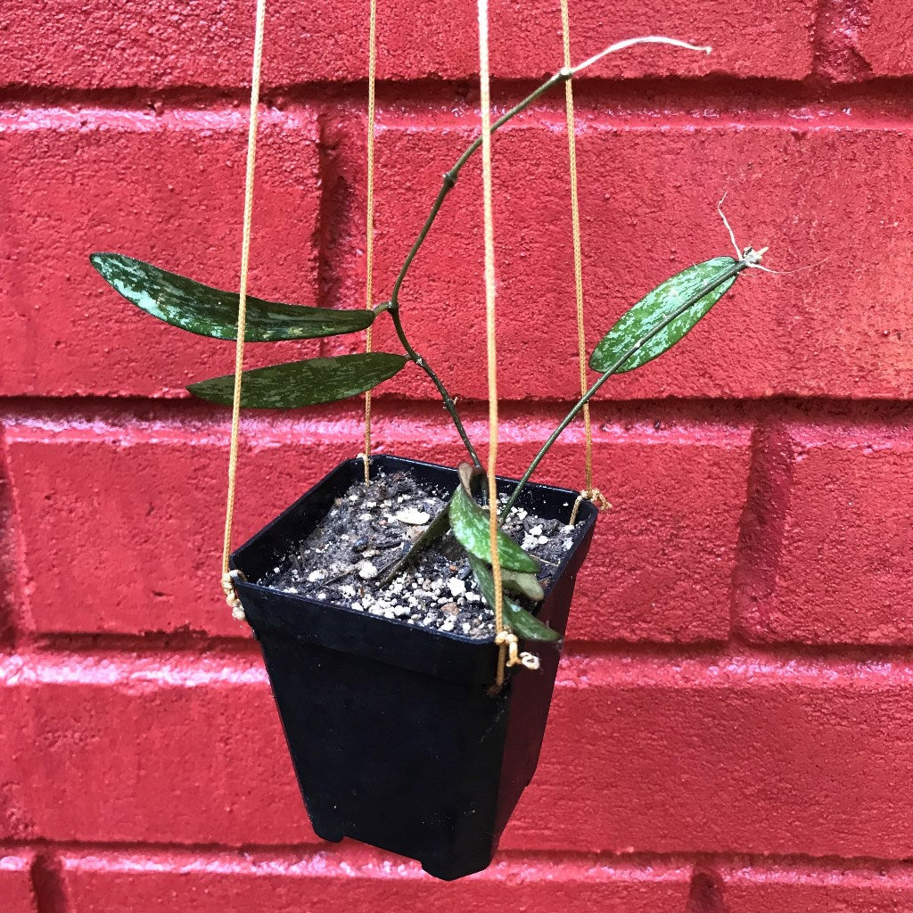 Hoya Sigillatis Plant - myBageecha