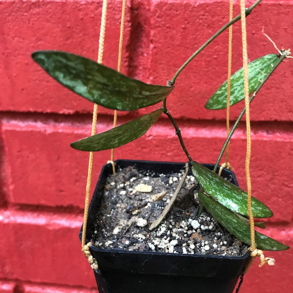 Hoya Sigillatis Plant - myBageecha