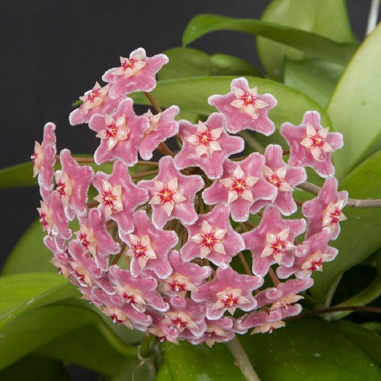 Hoya Skinneriana Plant