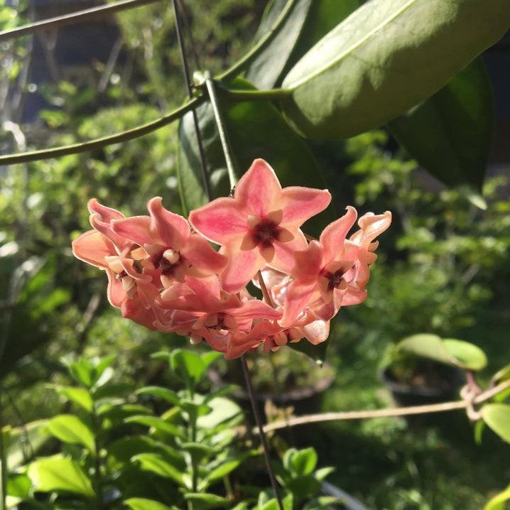Hoya Subcalva Plant - myBageecha