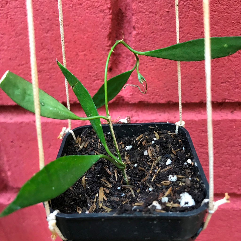 Hoya Tsangii Odetteae Plant - myBageecha