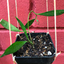 Hoya Tsangii Odetteae Plant
